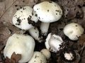 Hygrophorus cossus